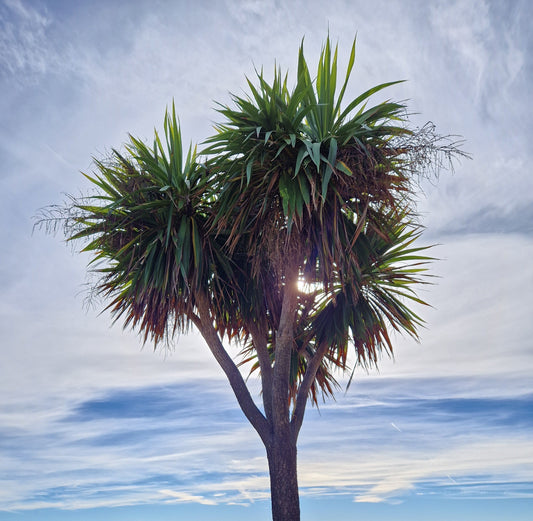 Cabbage Tree